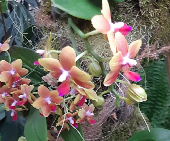 Aktuality / Botanická záhrada - foto