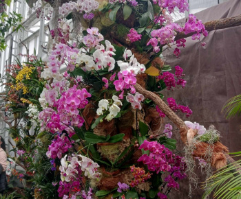 Aktuality / Výstava orchidei - foto